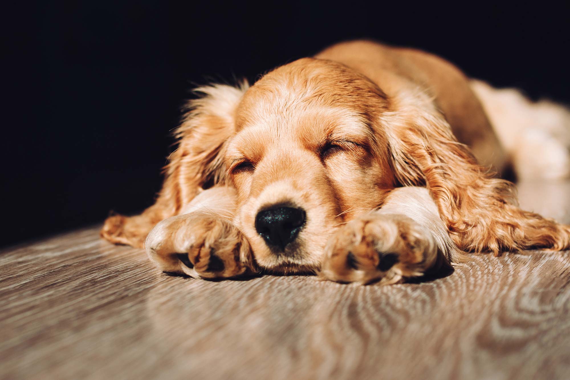 Sleeping dog featured in Healed LED wrap introduction